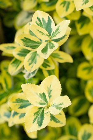 A vertical shot of fortune euonymus for wallpaper and backgroundの写真素材