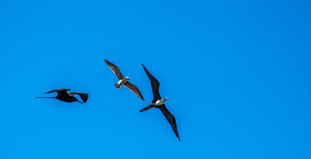 A low angle shot of magnificent frigatebirds and seagull flying together in a clear blue skyの写真素材