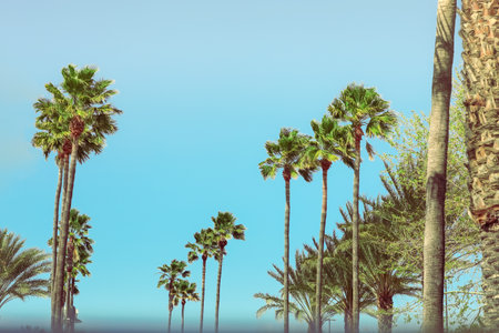 Palm tree branches on blue sky backgroundの写真素材