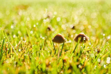 Group of tiny mushrooms on green grass with morning dew dropsの写真素材