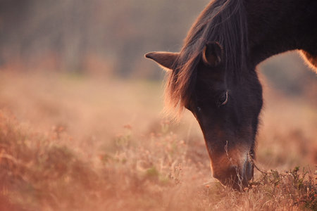 A closeup shot of a horse grazing in a pastureの写真素材