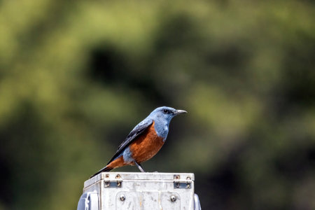 A selective focus shot of a spotted rock thrush perched on a rusty box