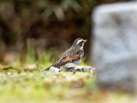 A closeup shot of a Dusky Thrush on the grassの写真素材