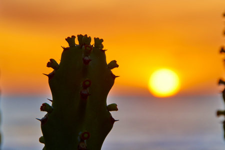 A closeup of a blooming cactus under the sunlight with a beautiful sunset in the backgroundの写真素材