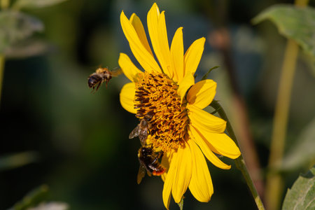 A closeup shot of a bee on a sunflower