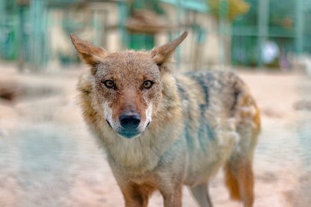 A closeup of a cute coyote staring into the camera with curious eyes in its zoo cage