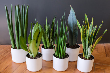 A closeup shot of Interior decoration, Sansevieria trifasciata or Snake plant in potの写真素材