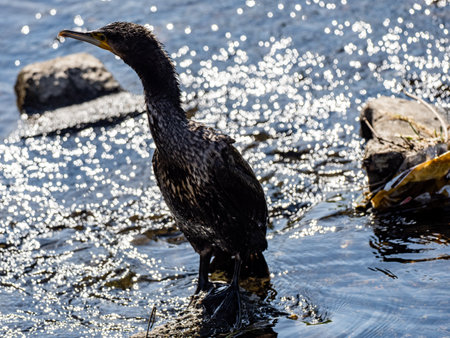 A selective focus shot of Japanese cormorant in the waterの写真素材