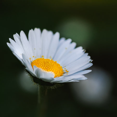 A closeup shot of a beautiful chamomile flower on the blurred backgroundの写真素材