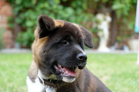 A closeup shot of an American Akita dog in the parkの写真素材