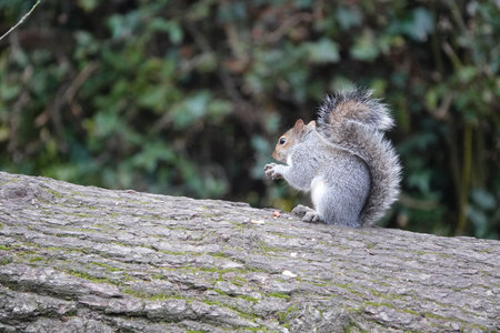 A closeup shot of a squirrel eating a nutの写真素材