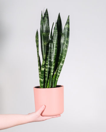 A close up shot of sansevieria (snake plant) in flowerpot on the hand isolated on white backgroundの写真素材
