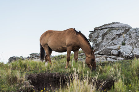 A closeup shot of a horse eating grass in a field with big rocks in the backgroundの写真素材