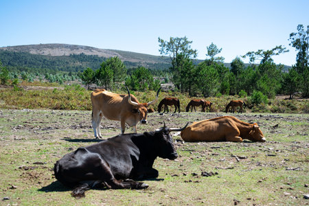 A herd of cows in the field in Galiciaの写真素材