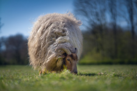 A beautiful merino sheep on a pastureの写真素材