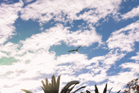 A selective focus shot of a seagull flying towards the sun above the palm trees, on a sunny day with a blue sky and white cloudsの写真素材