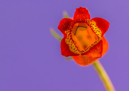A closeup shot of a red flower on a purple background