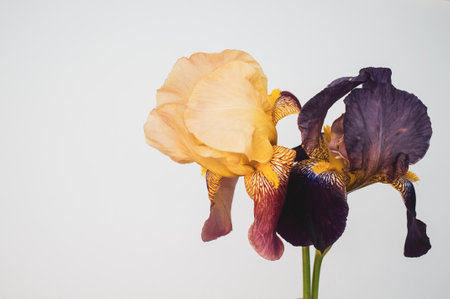 A purple and white iris flowers with copy space isolated on light gray backgroundの写真素材