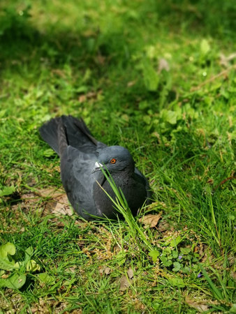 A vertical shot of a pigeon perched on the green grassの写真素材