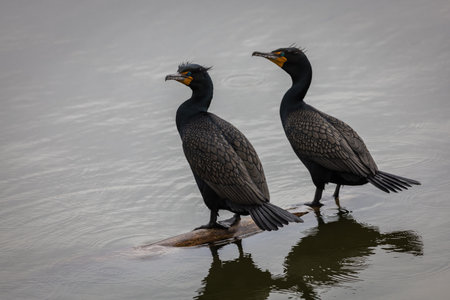 A shallow focus of cormorants in the water on a gloomy dayの写真素材