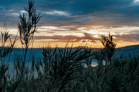 A beautiful scenery of a field of grass by the sea at sunsetの写真素材