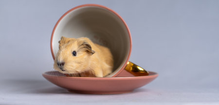A cute Californian guinea pig in a cup on a purple backgroundの写真素材
