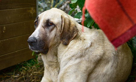 A closeup shot of a cute spanish mastiff dog