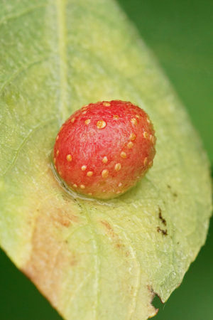 A vertical shot of red gall of a wasp on goat willowの写真素材