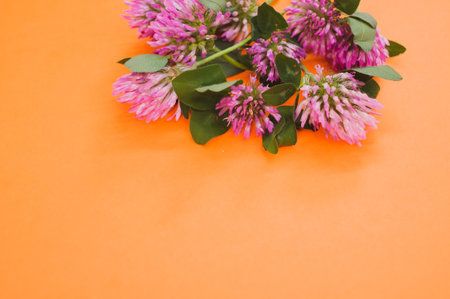A closeup of a bouquet of red clovers isolated on an orange background with space for textの写真素材