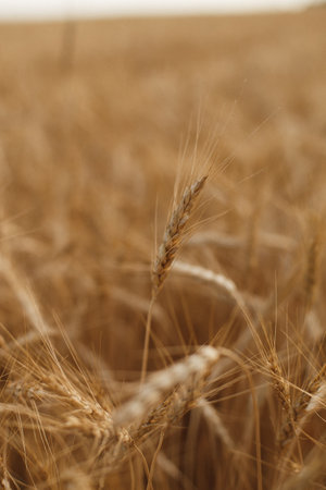 A vertical shot of a wheat cultivation field. Yellow wheat farming. perfect for wallpaper