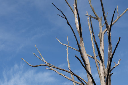 A closeup shot of a bare tree under a cloudy blue skyの写真素材