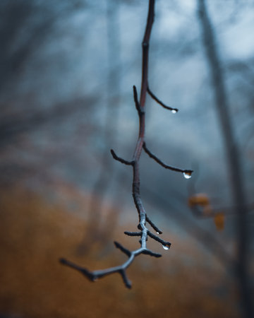 A beautiful view of waterdrops of the rain hanging from the branch of the tree on a blurry backgroundの写真素材