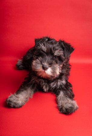 A portrait of an adorable Miniature puppy Schnauzer looking at the camera on a red background - studio shotの写真素材