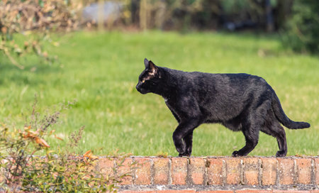 A closeup view of a black cat walking on the wooden plank near the grass on a sunny dayの写真素材