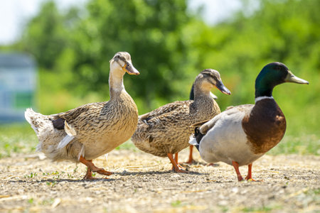The cute three ducks walking on the streetの写真素材