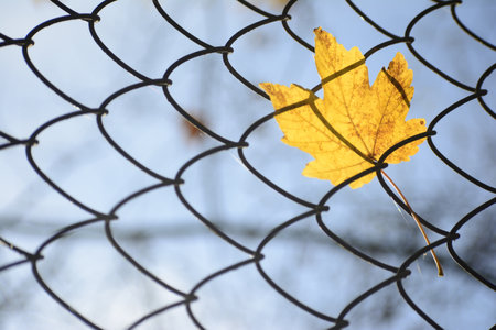 A selective focus of a yellow maple leaf on a metallic fenceの写真素材