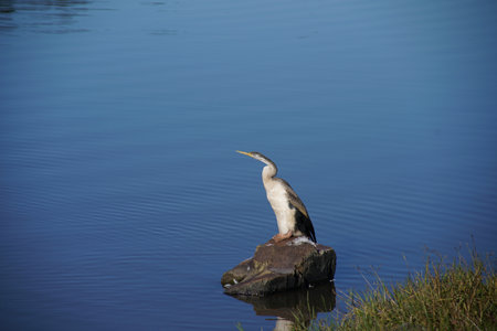 A closeup shot of a gray heron bird perched on a rock in a lakeの写真素材