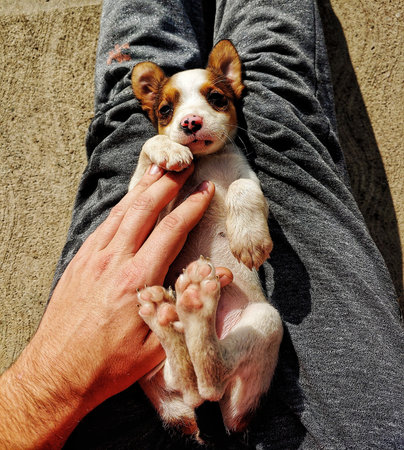 A vertical shot of a man stroking a cute sleepy puppy on his lap