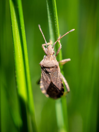 A vertical shot of a shield bug on a green leaf