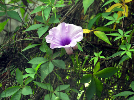 A closeup shot of a perennial climbing vine flowerの写真素材