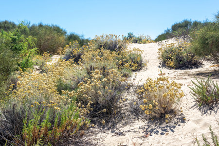 Beautiful shrubs on a dune landscape of the Spanish coast. Donana national park in Huelva, Andalusia, Spainの写真素材