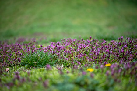 A selective focus shot of violet spring flowers in a field during daylightの写真素材