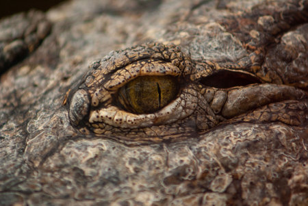A closeup of a crocodile eyeの写真素材