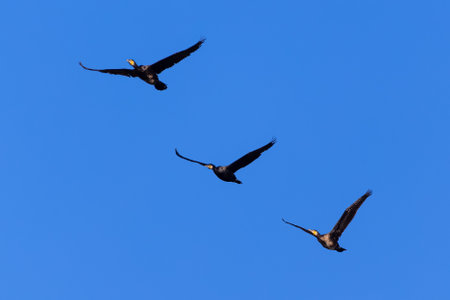 A beautiful view of three Great Cormorants (Phalacrocorax carbo) flying in the skyの写真素材