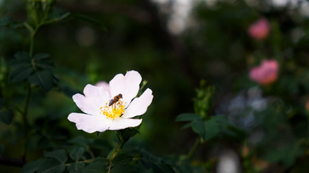 A selective focus shot of a bug on a white cistus (rockrose)-typical flower of Mediterranean forestsの写真素材