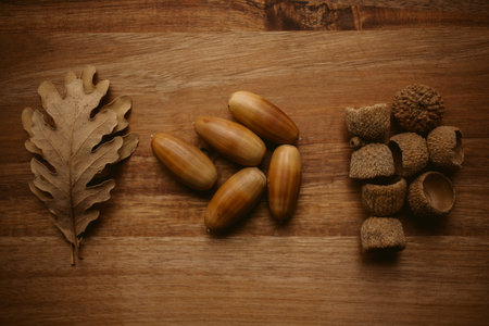 Autumnal background. Oak leaves and acorns with selective focus. Close up view of fallen oak leaves as texture and background for design.の写真素材