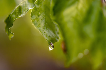 A selective focus shot of morning dew dripping from the leaves on a treeの写真素材