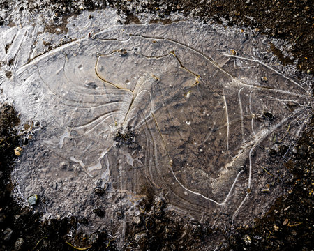 A closeup of a thin layer of ice covering the ground in wintの写真素材