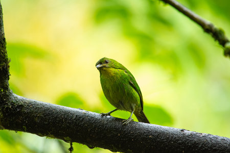 A selective focus shot of a green honeycreeper perched on a branchの写真素材