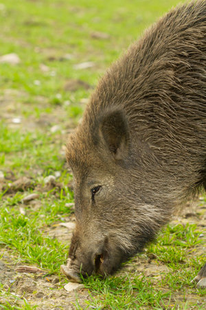A closeup of a wild boar searching for food in wild nature, Barcelona, Spainの写真素材